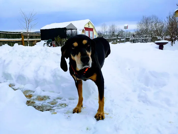 Bedford Animal Hospital 12