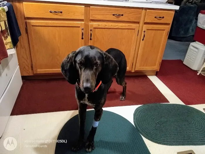 Bedford Animal Hospital 12