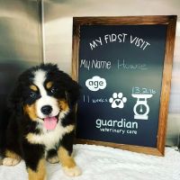 Guardian Veterinary Care ico