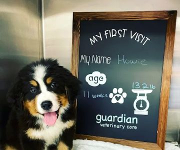 Guardian Veterinary Care