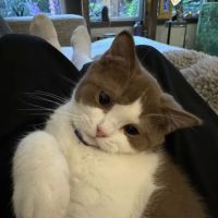 Farmhouse Brits ico