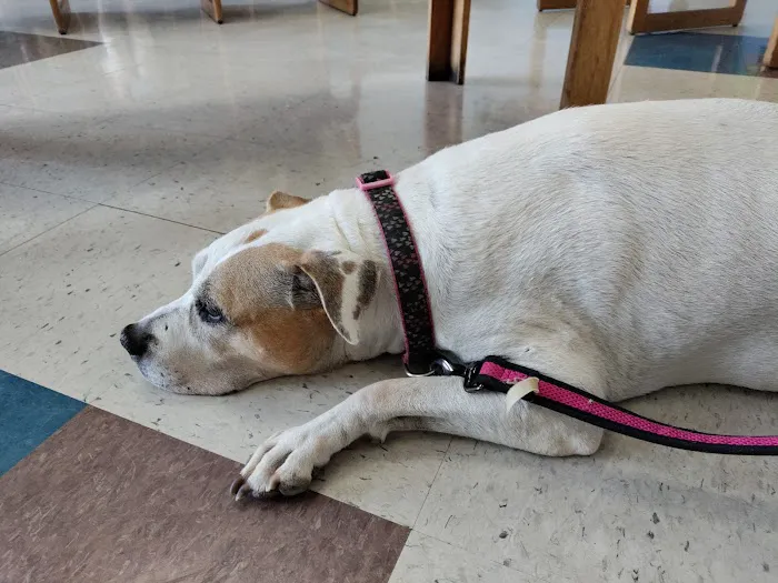 Companion Pet Clinic 12
