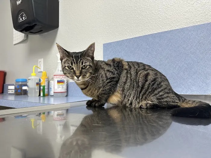 Companion Pet Clinic 12