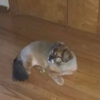 Twin Oaks Veterinary Hospital ico