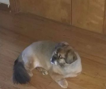 Twin Oaks Veterinary Hospital