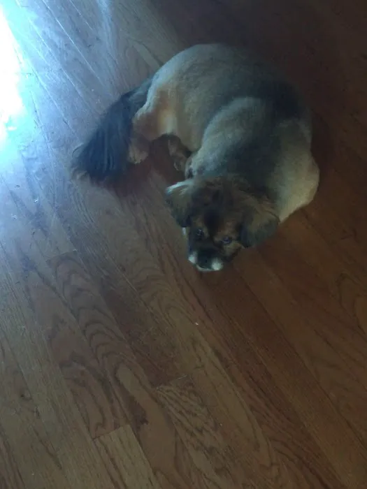 Twin Oaks Veterinary Hospital 4