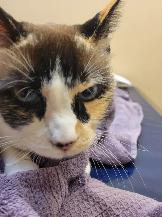 Evergreen Veterinary Hospital 12