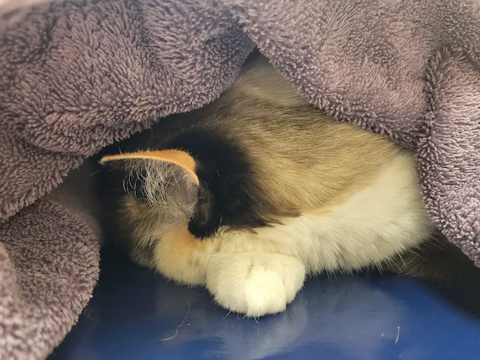 Evergreen Veterinary Hospital 12