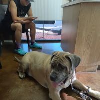 Evergreen Veterinary Hospital ico