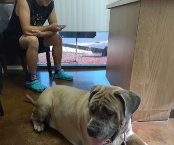 Evergreen Veterinary Hospital