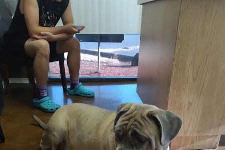 Evergreen Veterinary Hospital