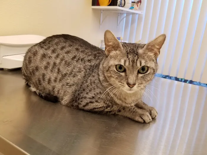 Evergreen Veterinary Hospital 12