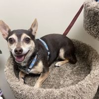 Vetco Total Care Animal Hospital ico