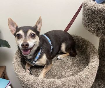 Vetco Total Care Animal Hospital