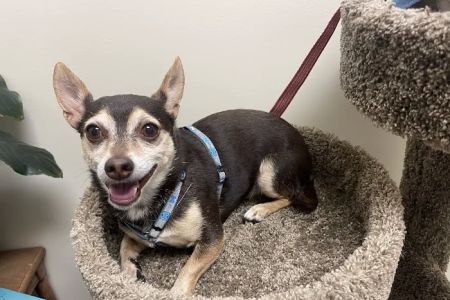 Vetco Total Care Animal Hospital