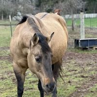 Summit Equine, Inc. ico