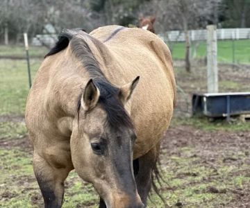Summit Equine, Inc.