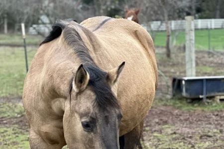 Summit Equine, Inc.