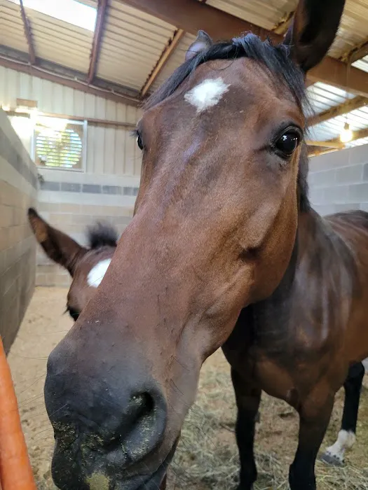 Summit Equine, Inc. 2