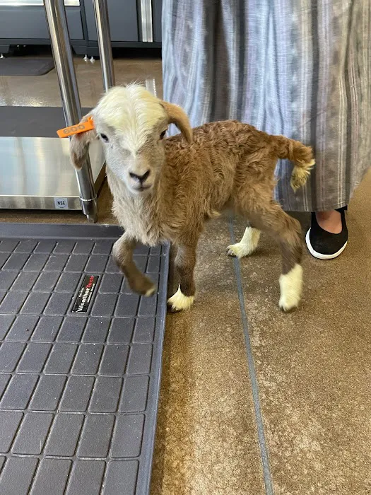 Veterinary Services of Oregon 3