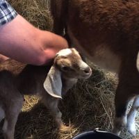Veterinary Services of Oregon ico