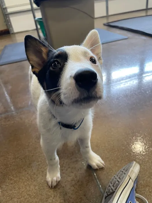 Veterinary Services of Oregon 2