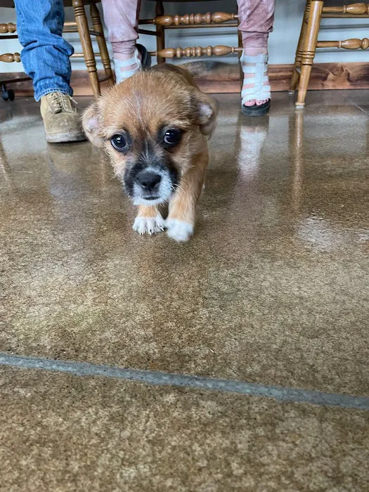 Veterinary Services of Oregon 10