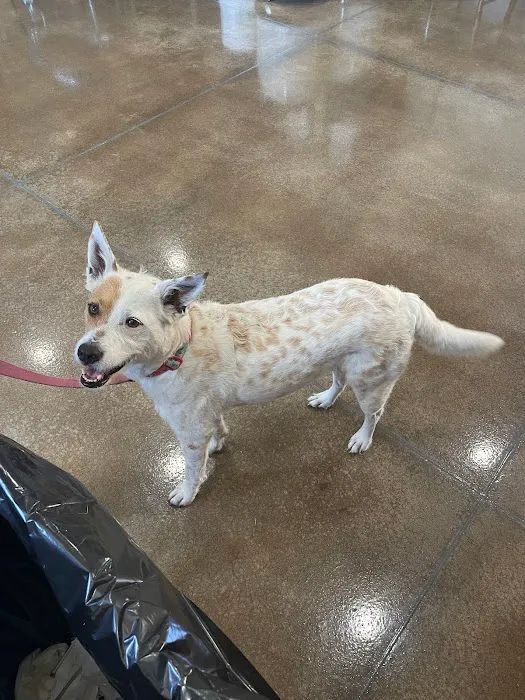 Veterinary Services of Oregon 5
