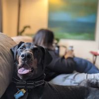 Creekside Veterinary Clinic ico
