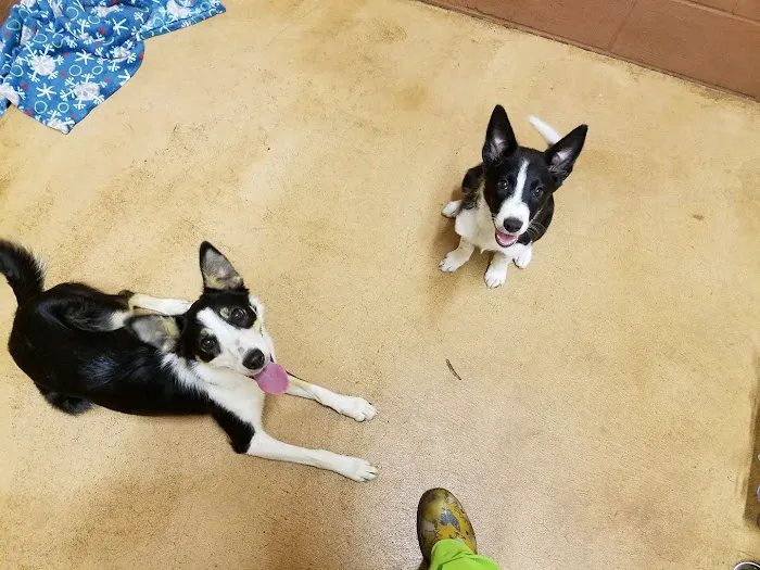 Family Pet Clinic 6