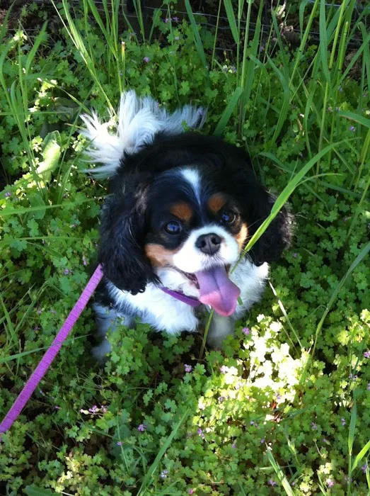 Family Pet Clinic 10