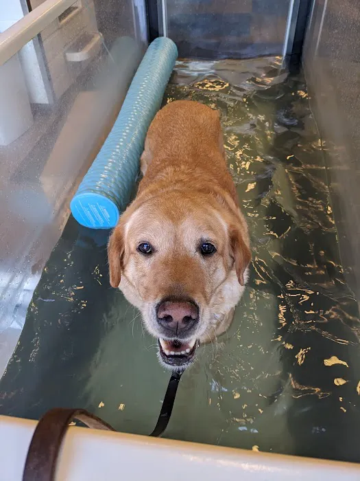 Newberg Canine Rehab Center 7
