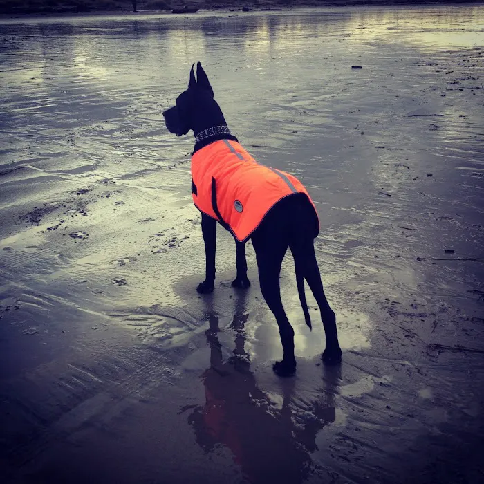 Newberg Canine Rehab Center 9