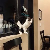 Newberg Canine Rehab Center ico