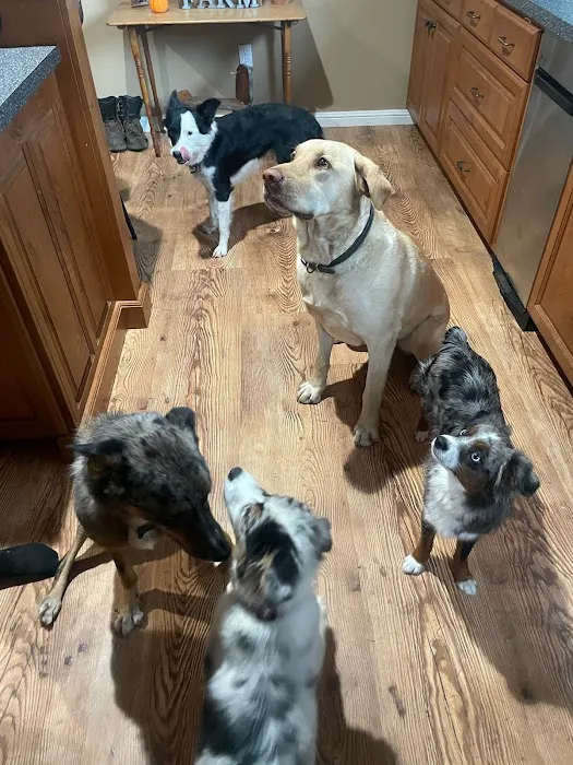 Newberg Canine Rehab Center 10