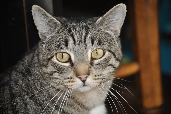 Stayton Veterinary Hospital 5