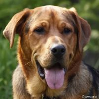 Stayton Veterinary Hospital ico