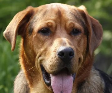 Stayton Veterinary Hospital