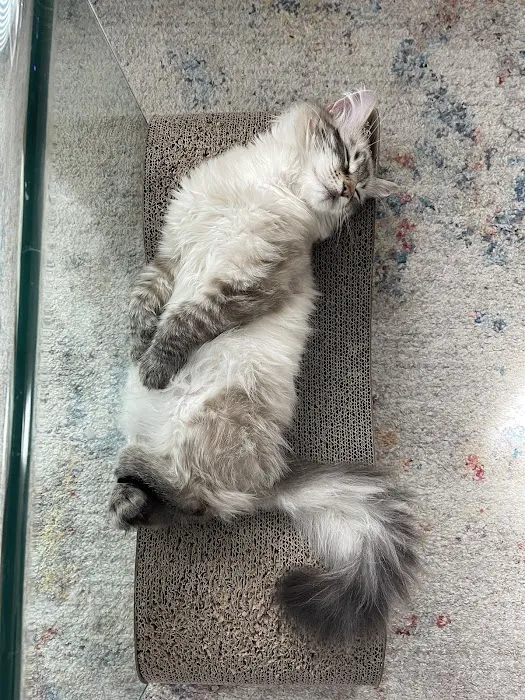 Lundberg Siberians 2