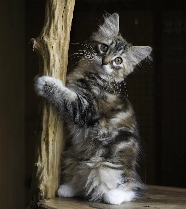 Lundberg Siberians 6