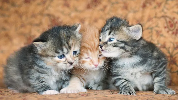 Lundberg Siberians 3