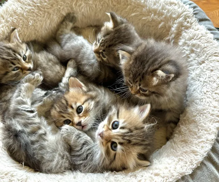Lundberg Siberians 4