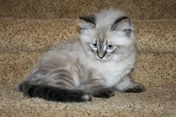 Lundberg Siberians 5