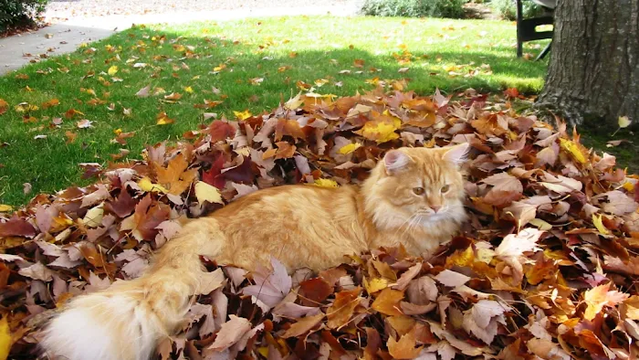 Lundberg Siberians 9