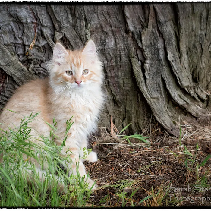Lundberg Siberians 10