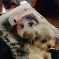 Scio Animal Clinic ico