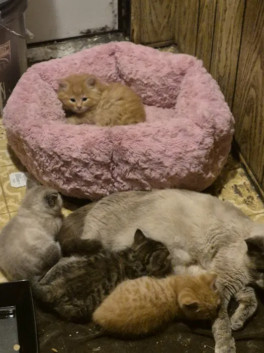 Scio Animal Clinic 7