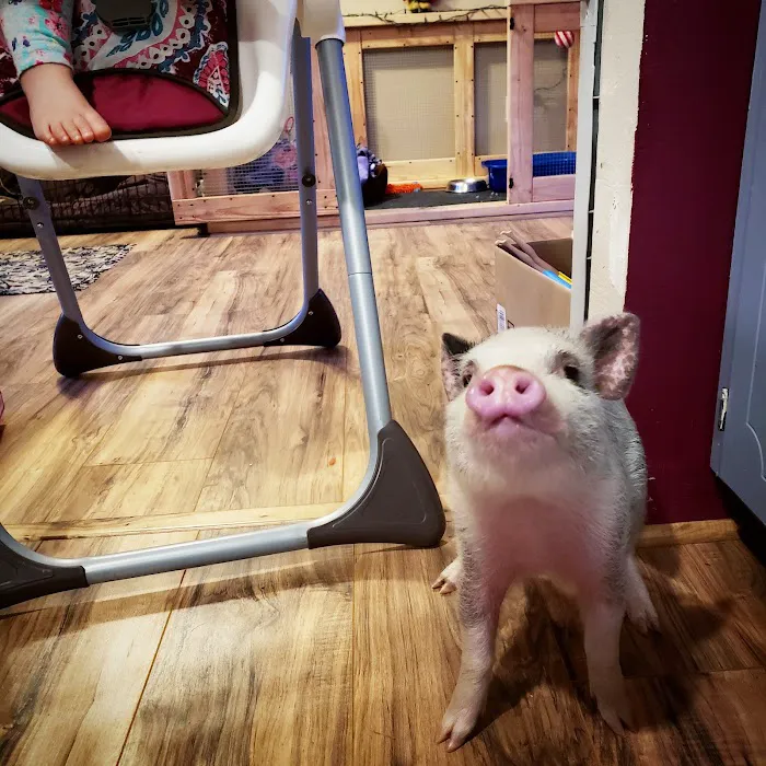 Scio Animal Clinic 5