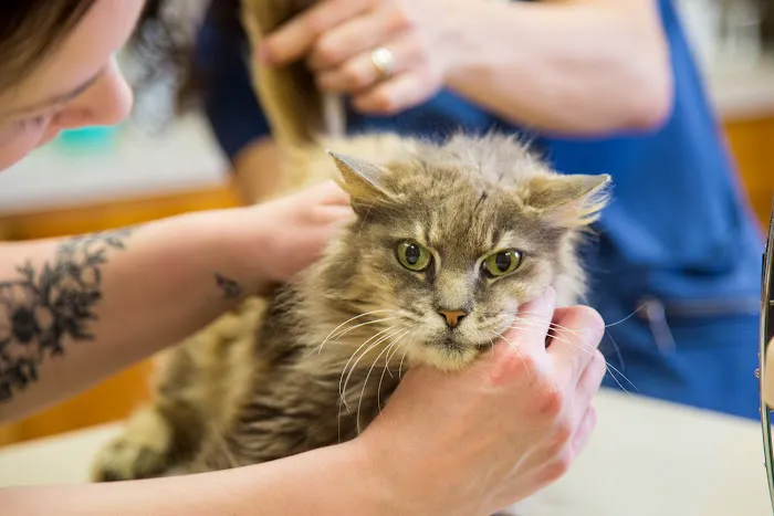 The Pet Clinic 5