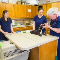 The Pet Clinic ico